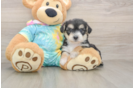 Yorkie Chon Puppy for Adoption