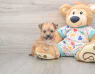 5 week old Yorkie Chon Puppy For Sale - Florida Fur Babies