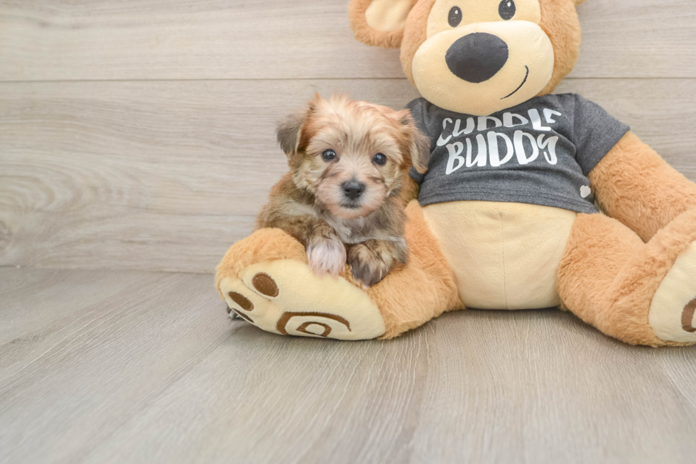 Yorkie Chon Puppy for Adoption