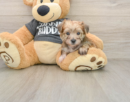 7 week old Yorkie Chon Puppy For Sale - Florida Fur Babies