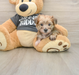 5 week old Yorkie Chon Puppy For Sale - Florida Fur Babies