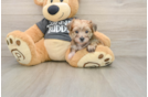 Best Yorkie Chon Baby