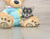 5 week old Yorkie Chon Puppy For Sale - Florida Fur Babies