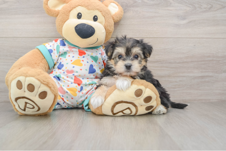 Playful Yo Chon Designer Puppy