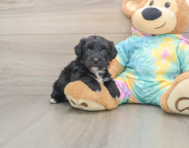 6 week old Yorkie Chon Puppy For Sale - Florida Fur Babies
