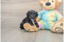 Yorkie Chon Pup Being Cute