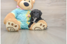 Best Yorkie Chon Baby