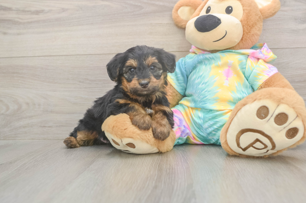 Meet Aaliyah - our Yorkie Poo Puppy Photo  2/3 - Florida Fur Babies Best Yorkie Poo Baby