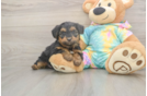 Meet Aaliyah - our Yorkie Poo Puppy Photo  2/3 - Florida Fur Babies Best Yorkie Poo Baby