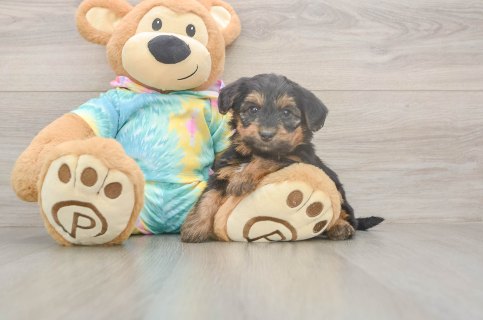5 week old Yorkie Poo Puppy For Sale - Florida Fur Babies