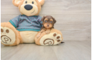 Yorkie Poo Puppy for Adoption