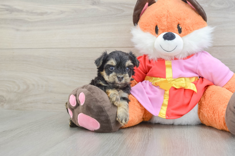 Meet Almond - our Yorkie Poo Puppy Photo 1/5 - Florida Fur Babies