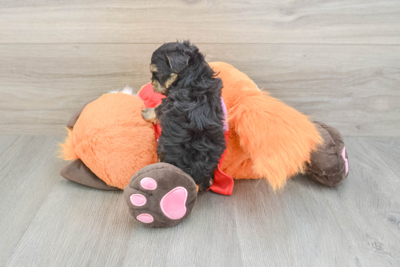 Meet Almond - our Yorkie Poo Puppy Photo 2/5 - Florida Fur Babies