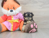 5 week old Yorkie Poo Puppy For Sale - Florida Fur Babies