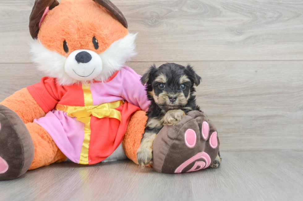 5 week old Yorkie Poo Puppy For Sale - Florida Fur Babies