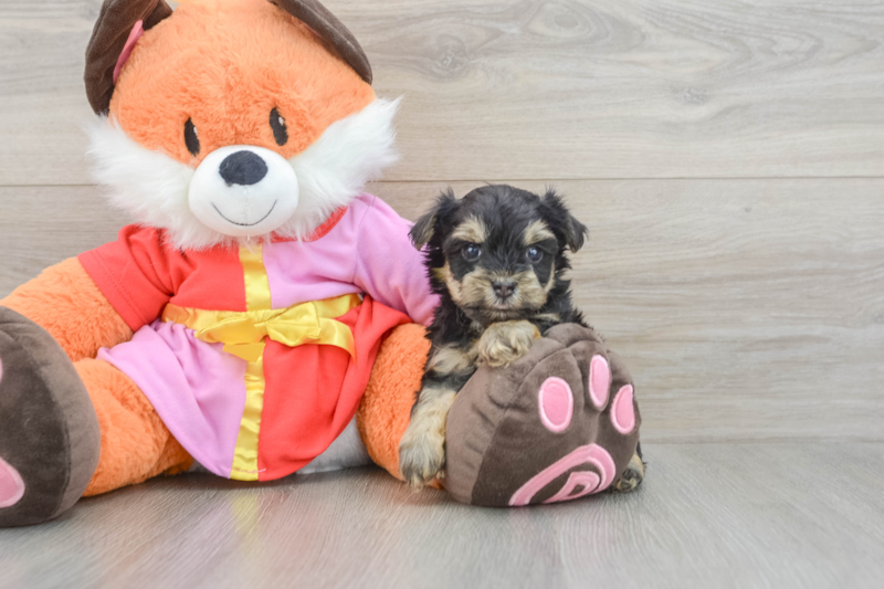Meet Almond - our Yorkie Poo Puppy Photo 3/5 - Florida Fur Babies