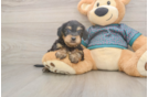 Yorkie Poo Puppy for Adoption
