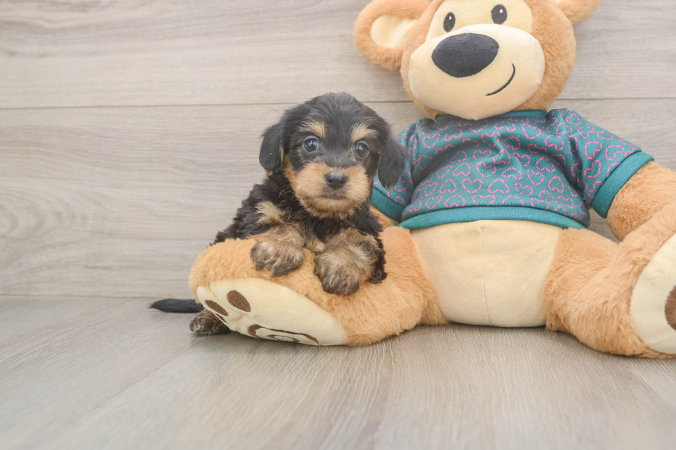 Yorkie Poo Puppy for Adoption