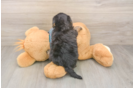 Adorable Yorkiedoodle Poodle Mix Puppy