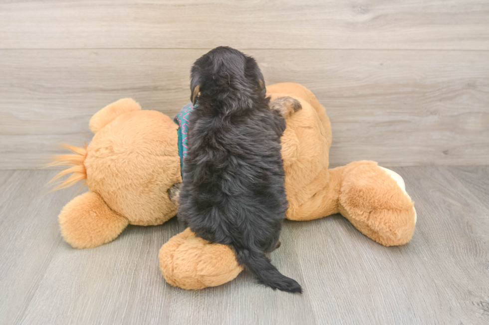 Adorable Yorkiedoodle Poodle Mix Puppy