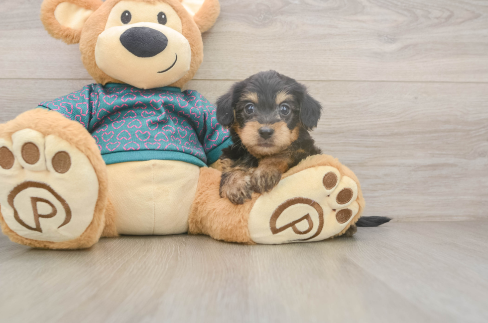 5 week old Yorkie Poo Puppy For Sale - Florida Fur Babies