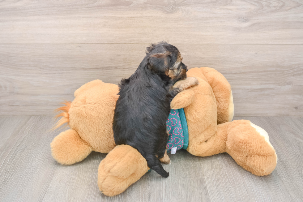 Funny Yorkie Poo Poodle Mix Pup