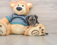 8 week old Yorkie Poo Puppy For Sale - Florida Fur Babies