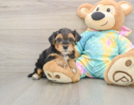 8 week old Yorkie Poo Puppy For Sale - Florida Fur Babies