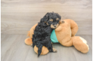 Petite Yorkie Poo Poodle Mix Pup