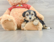 7 week old Yorkie Poo Puppy For Sale - Florida Fur Babies