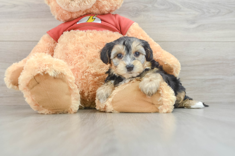 7 week old Yorkie Poo Puppy For Sale - Florida Fur Babies