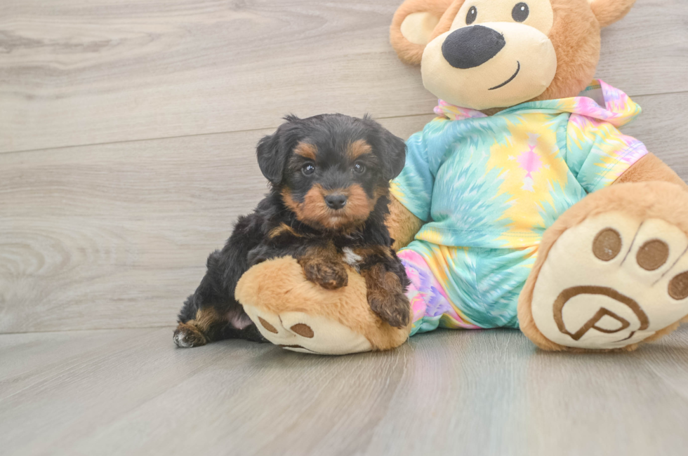 5 week old Yorkie Poo Puppy For Sale - Florida Fur Babies