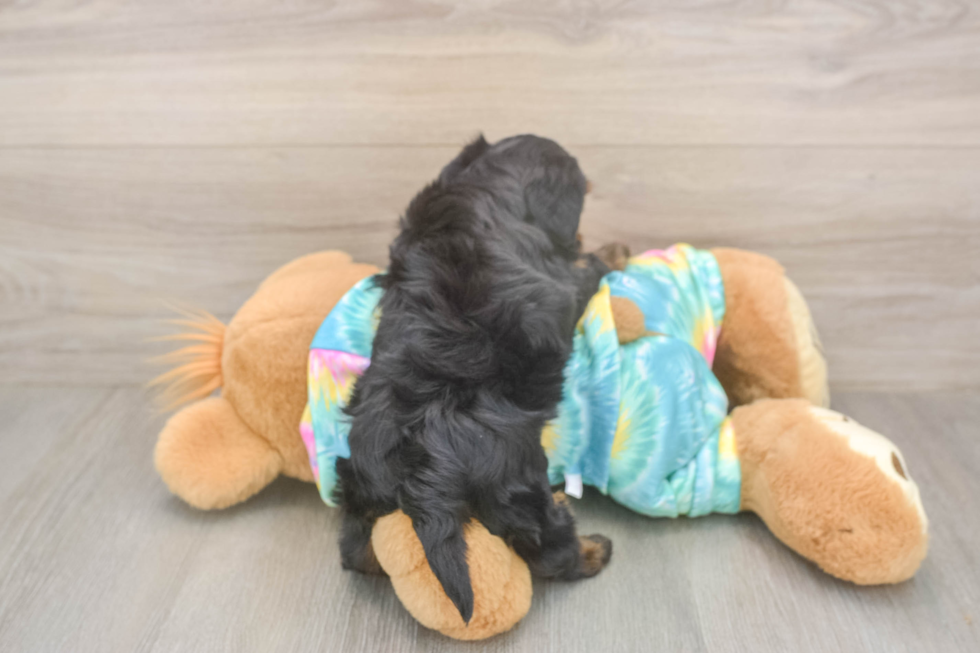 Meet Amanda - our Yorkie Poo Puppy Photo  3/3 - Florida Fur Babies Best Yorkie Poo Baby
