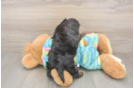 Meet Amanda - our Yorkie Poo Puppy Photo  3/3 - Florida Fur Babies Best Yorkie Poo Baby