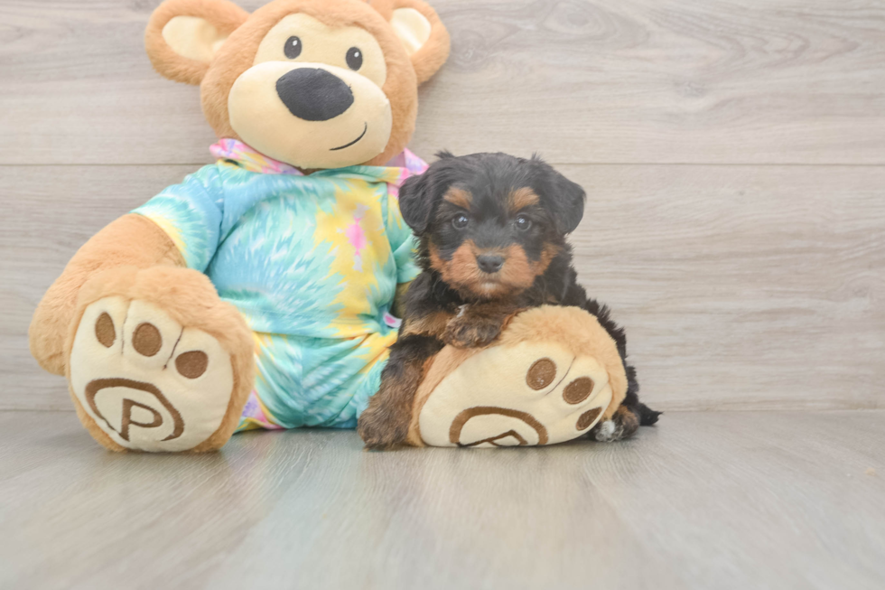 Meet Amanda - our Yorkie Poo Puppy Photo  2/3 - Florida Fur Babies Fluffy Yorkie Poo Poodle Mix Pup