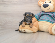 8 week old Yorkie Poo Puppy For Sale - Florida Fur Babies