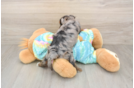 Little Yorkie Poodle Mix Poodle Mix Puppy