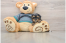 Small Yorkie Poo Baby