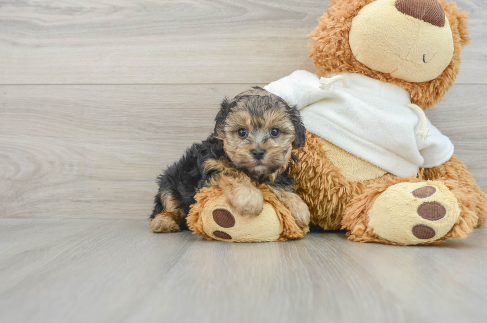 7 week old Yorkie Poo Puppy For Sale - Florida Fur Babies