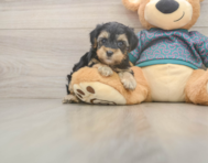 8 week old Yorkie Poo Puppy For Sale - Florida Fur Babies