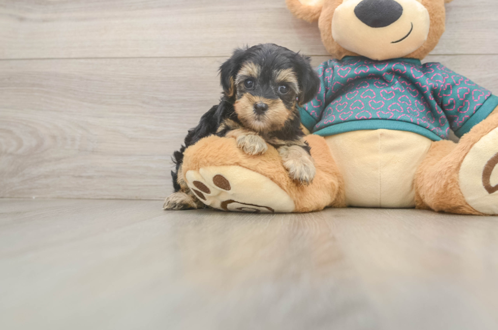 5 week old Yorkie Poo Puppy For Sale - Florida Fur Babies