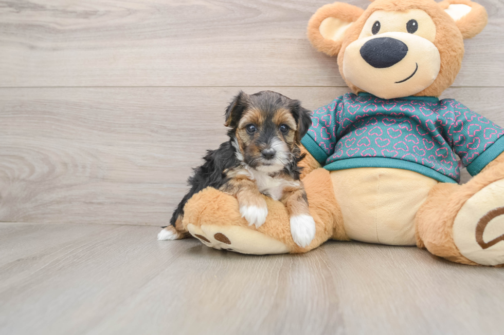 Funny Yorkie Poo Poodle Mix Pup