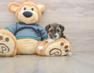8 week old Yorkie Poo Puppy For Sale - Florida Fur Babies