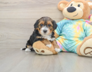 8 week old Yorkie Poo Puppy For Sale - Florida Fur Babies