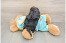 Yorkie Poo Pup Being Cute
