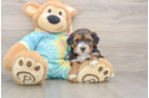 Adorable Yorkiedoodle Poodle Mix Puppy