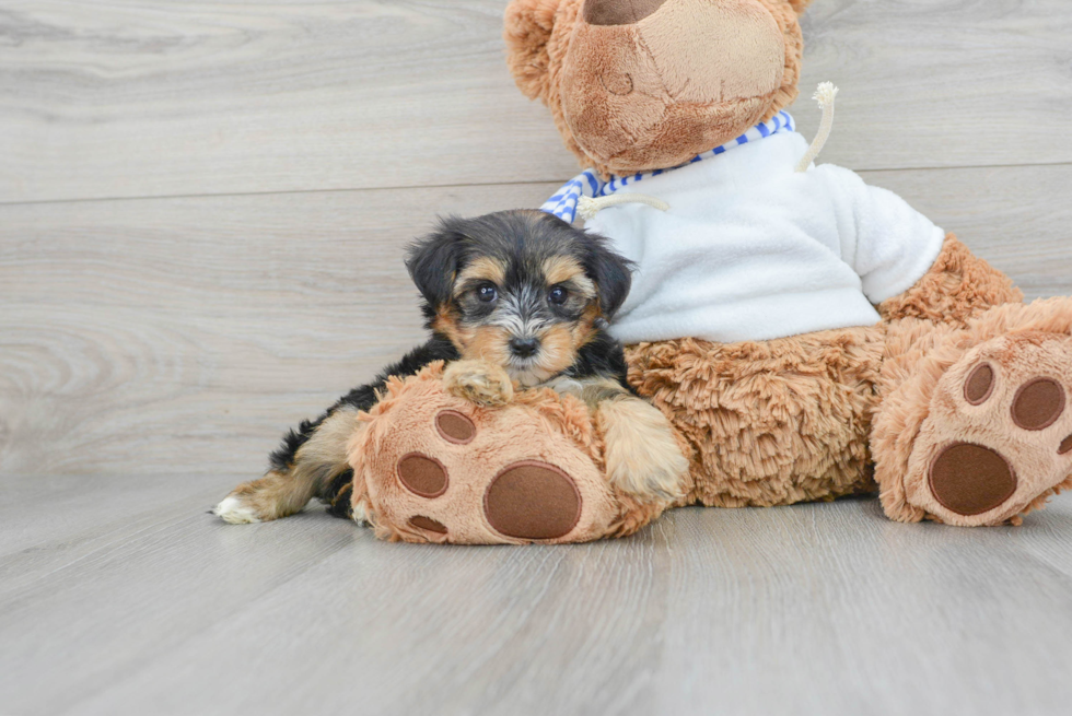 Best Yorkie Poo Baby
