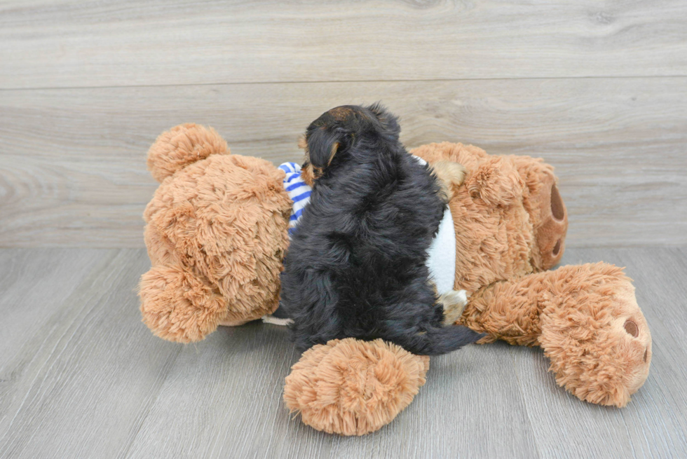 Yorkie Poo Pup Being Cute
