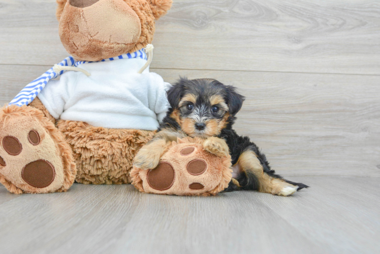 Yorkie Poo Pup Being Cute