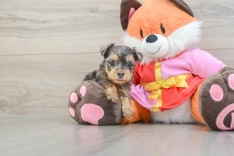 Meet Anastasia - our Yorkie Poo Puppy Photo 1/3 - Florida Fur Babies